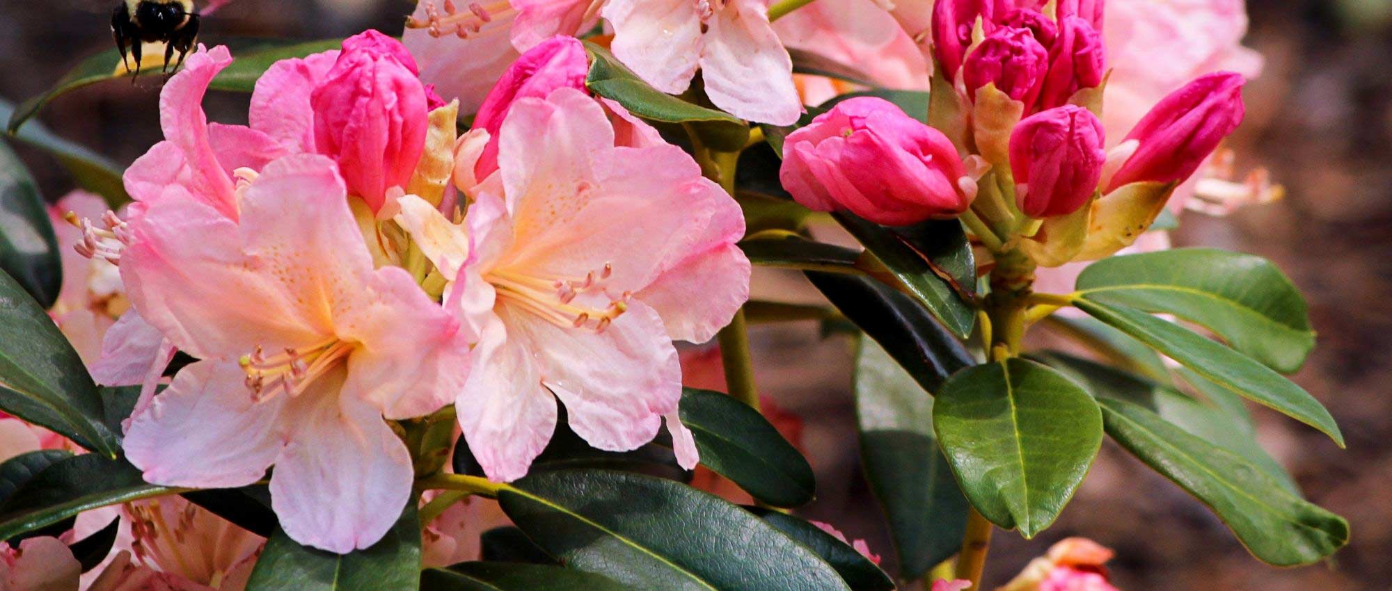 Rododendrons: de beste variëteiten