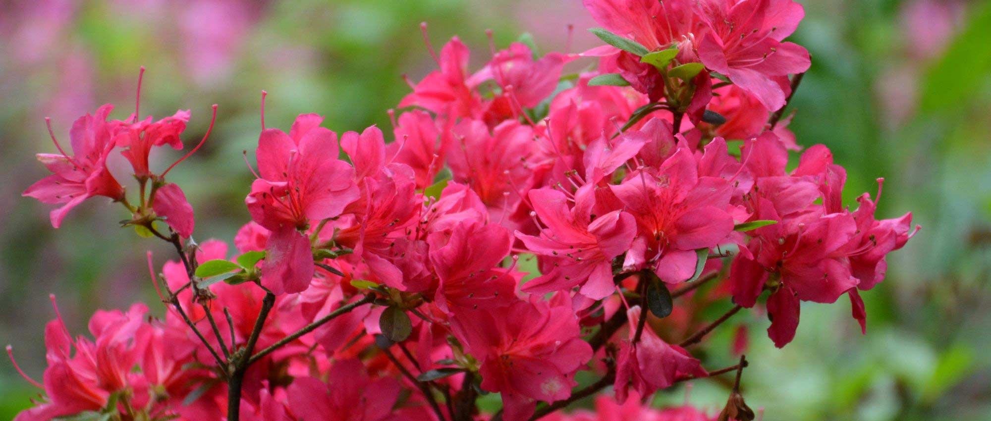 Dwergrododendrons en azalea's: de beste variëteiten