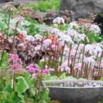 Bergenia: 5 ideeën om de schoenlappersplant te combineren in de tuin