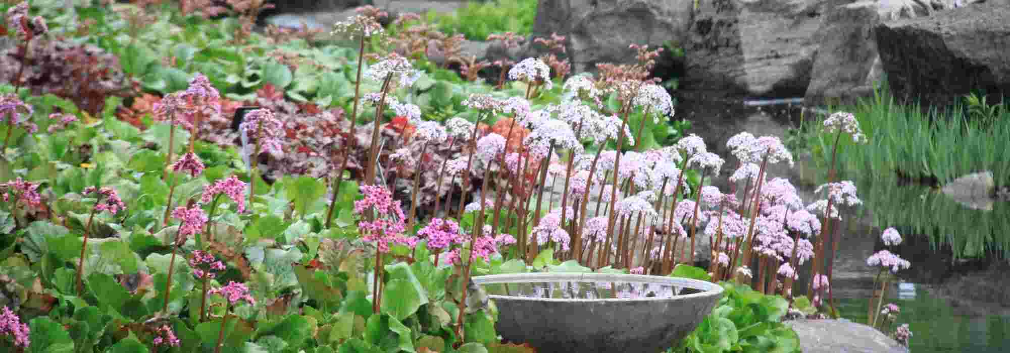Bergenia: 5 ideeën om de schoenlappersplant te combineren in de tuin