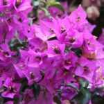 Bougainville: planten, verzorgen en kweken in pot en tuin
