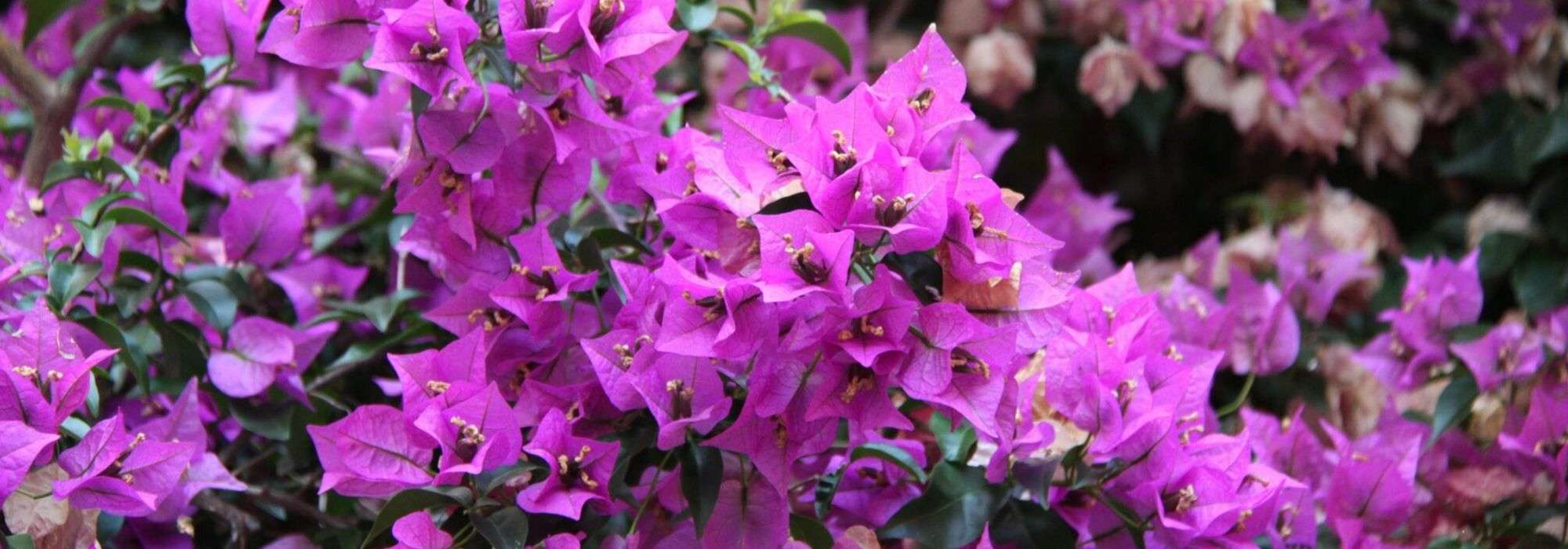 Bougainville: planten, verzorgen en kweken in pot en tuin