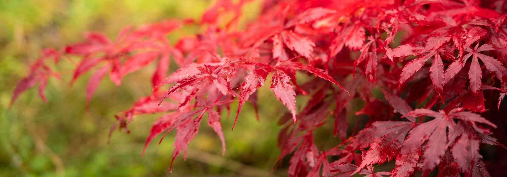 Japanse esdoorns in pot: keuze, planten en onderhoud