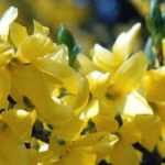 Forsythia: 7 ideeën om hem in de tuin te combineren