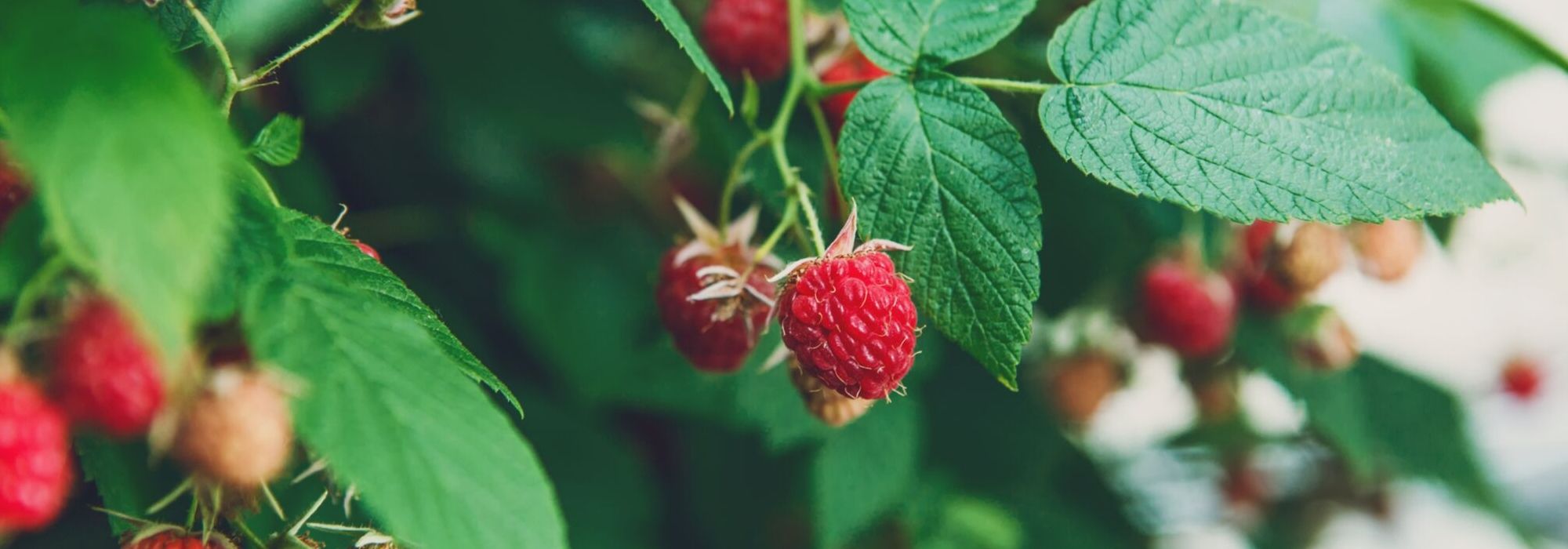 Frambozen planten, snoeien en onderhouden
