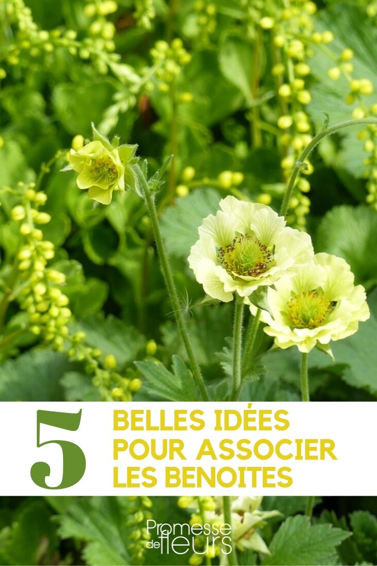 Geum combineren in de tuin