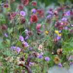 Geum, nagelkruid: 5 geslaagde combinaties