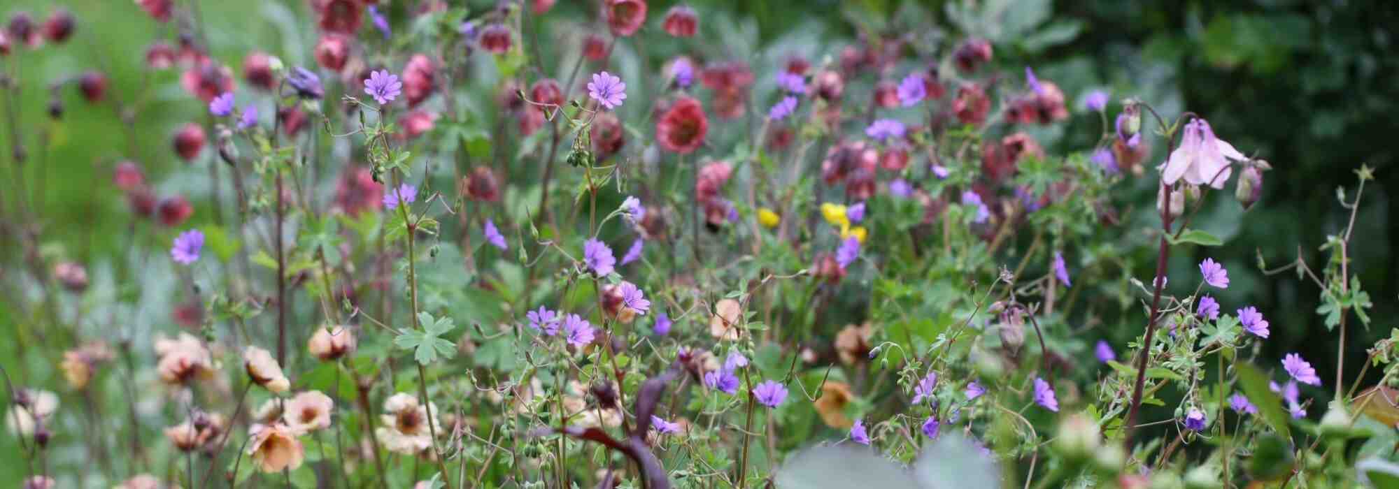 Geum, nagelkruid: 5 geslaagde combinaties
