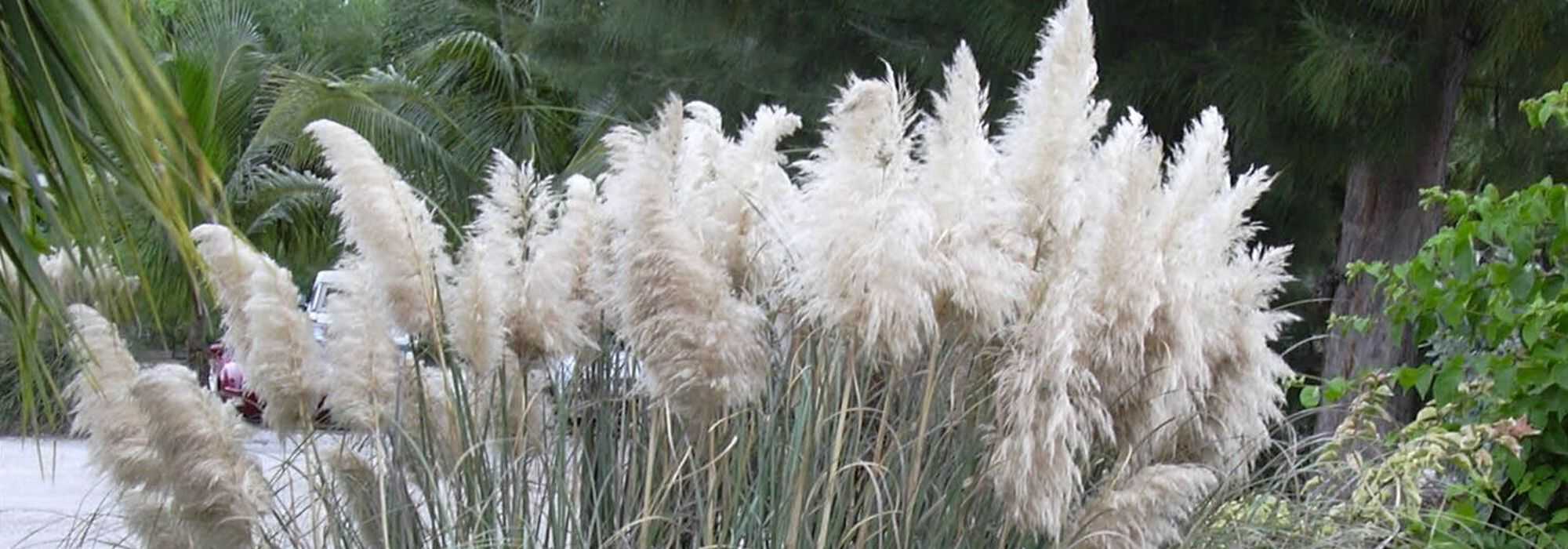 Herbe de la Pampa, Cortaderia: planten en onderhoud