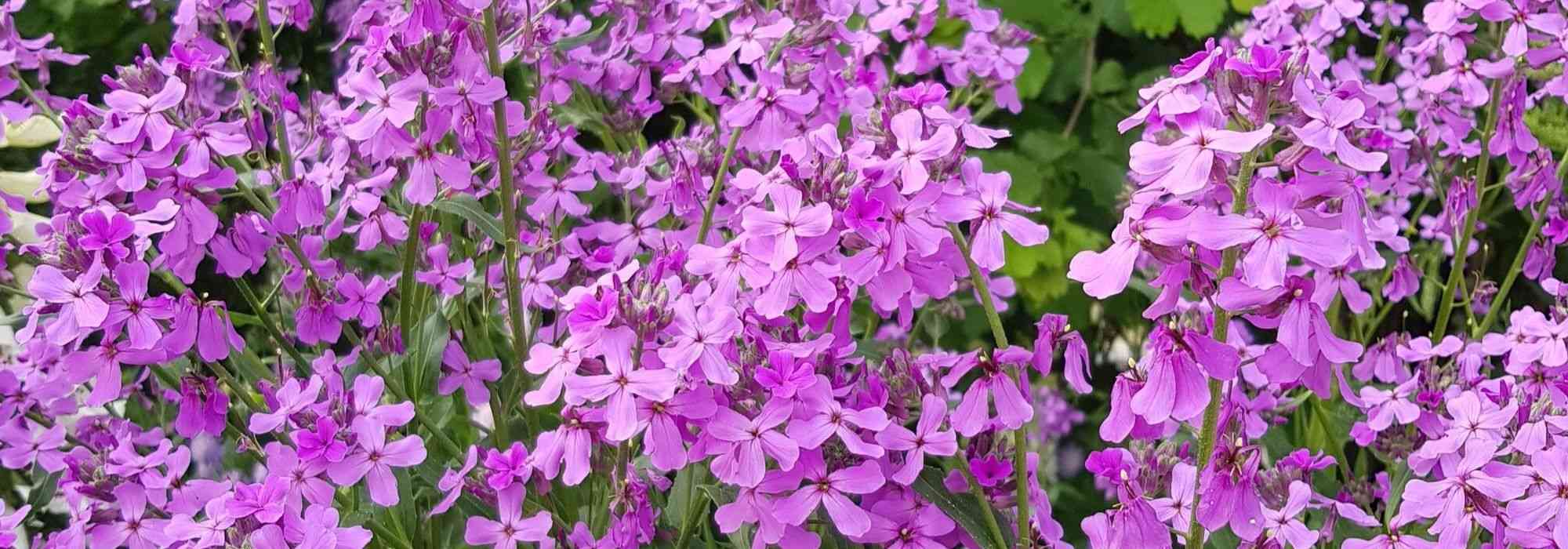Damastbloem, Hesperis: planten, zaaien en verzorgen