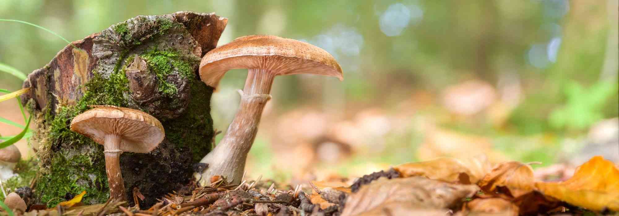 Honingzwam of wortelrot: herkennen en bestrijden