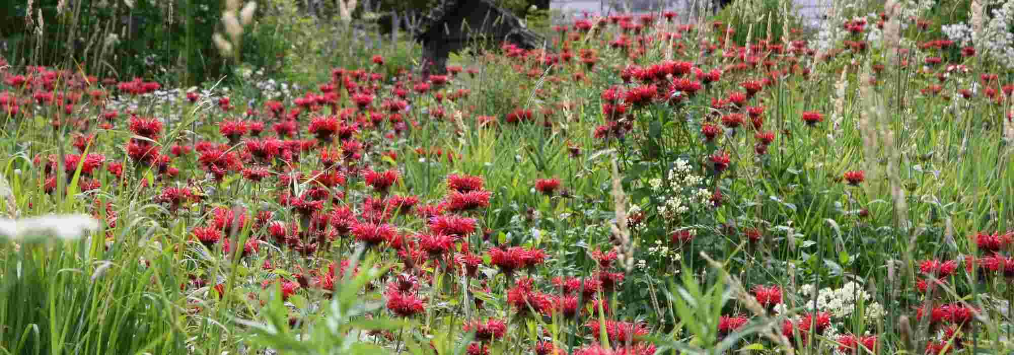 10 vaste planten met rode bloemen voor in je tuin
