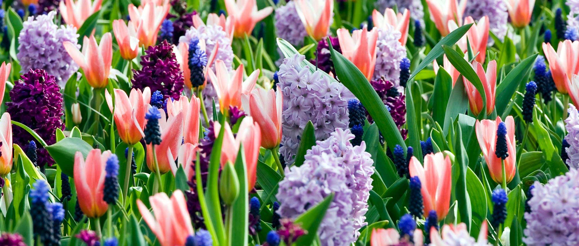 Voorjaarsbollen: tips voor het planten van je collecties
