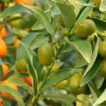 Kumquat: planten, kweken en oogsten