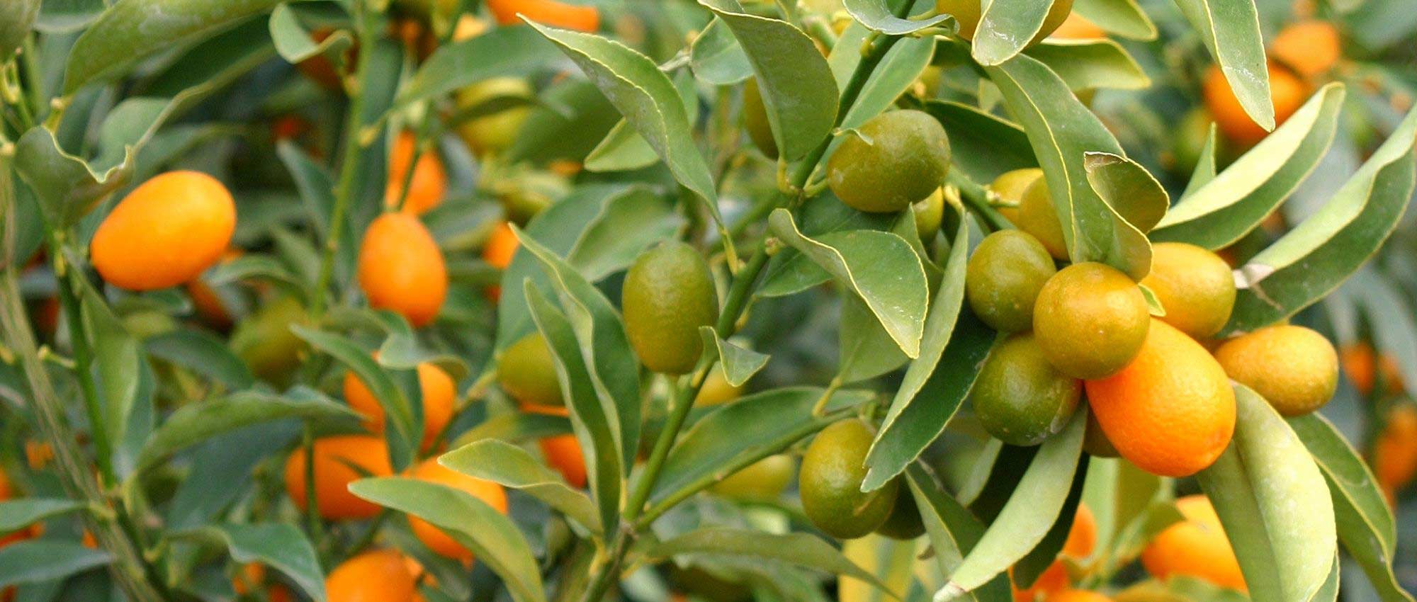Kumquat: planten, kweken en oogsten