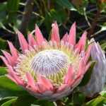 Protea's planten, telen en verzorgen