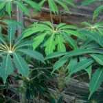 Schefflera voor buiten: planten, telen en verzorgen