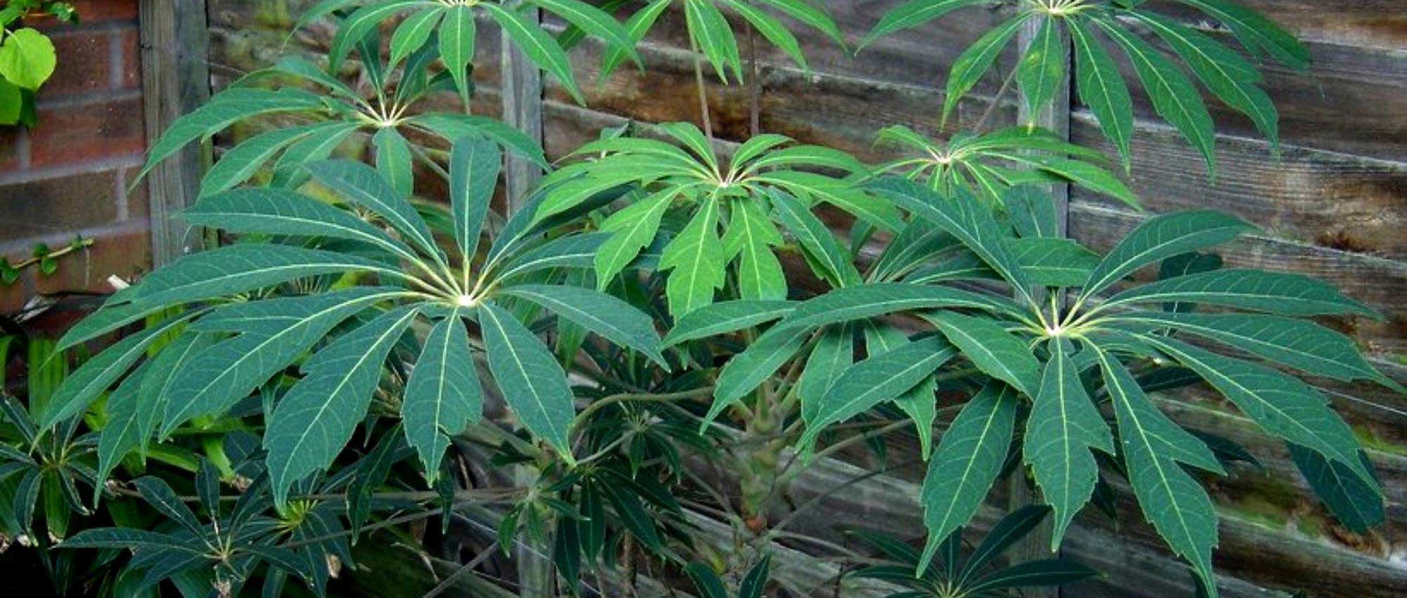 Schefflera voor buiten: planten, telen en verzorgen