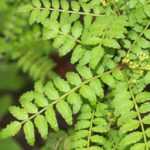 Sichuanpeper, Zanthoxylum: planten, telen en oogsten