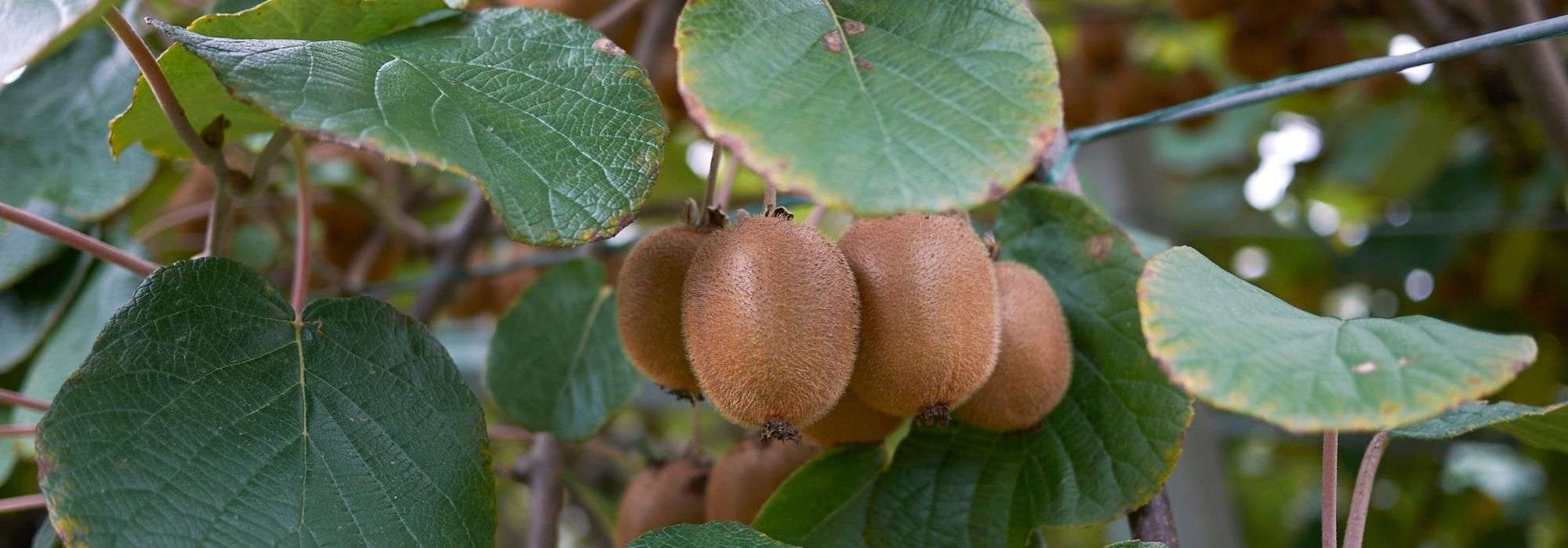 Actinidia, kiwiplant: planten, snoeien, oogsten