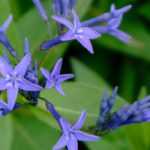 Amsonia (blauwe ster) planten en verzorgen