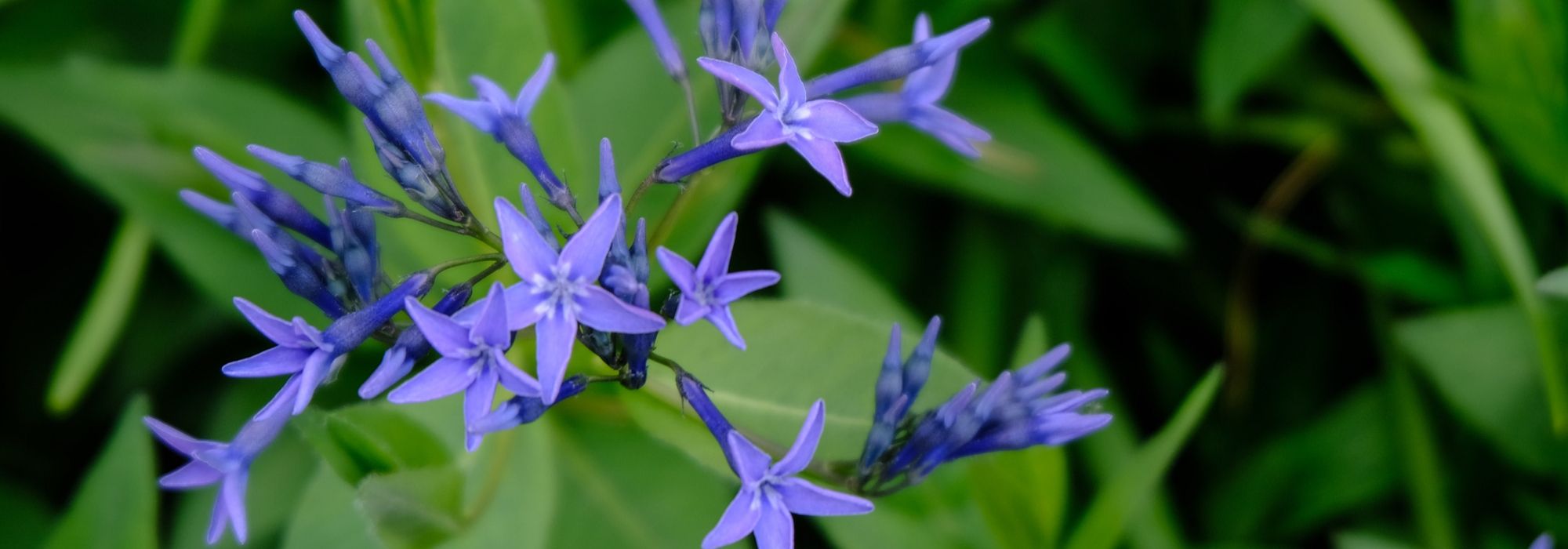 Amsonia (blauwe ster) planten en verzorgen