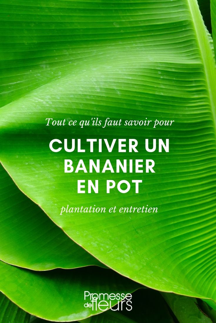 bananenplant in pot: kweektips