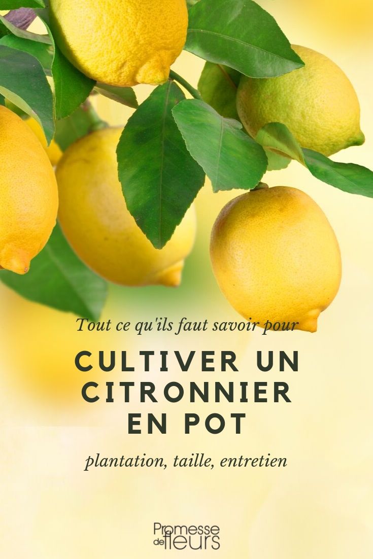 Citroenboom in een pot: kweken en verzorgen