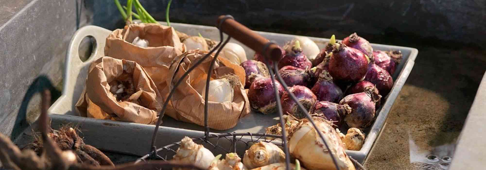 Bollen bewaren voor en na de bloei?