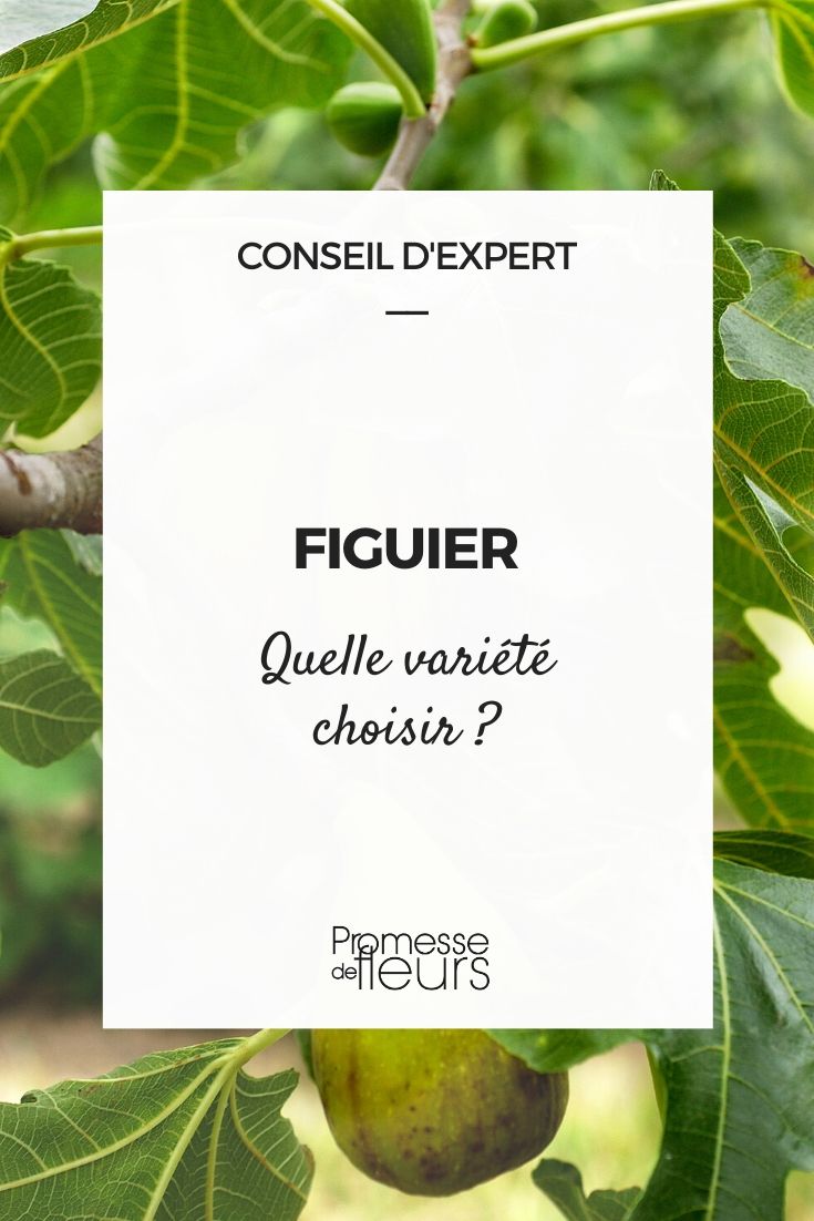 Ficus carica: de juiste vijgenboom kiezen