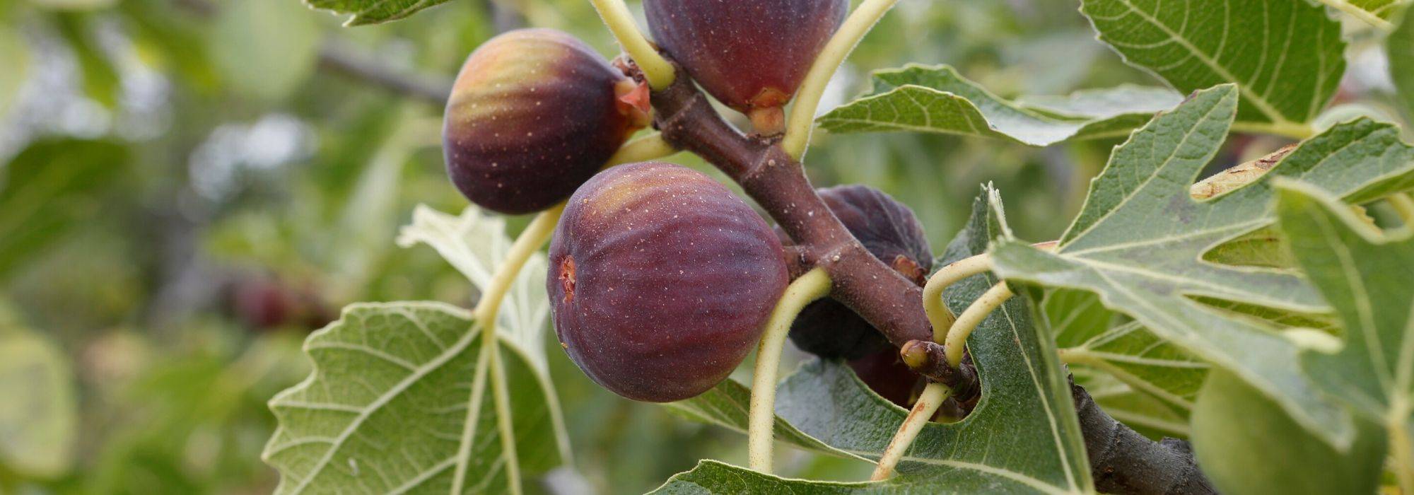 Vijg, Ficus carica: planten, snoeien en verzorgen