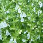 Teucrium, gamander: planten en onderhouden