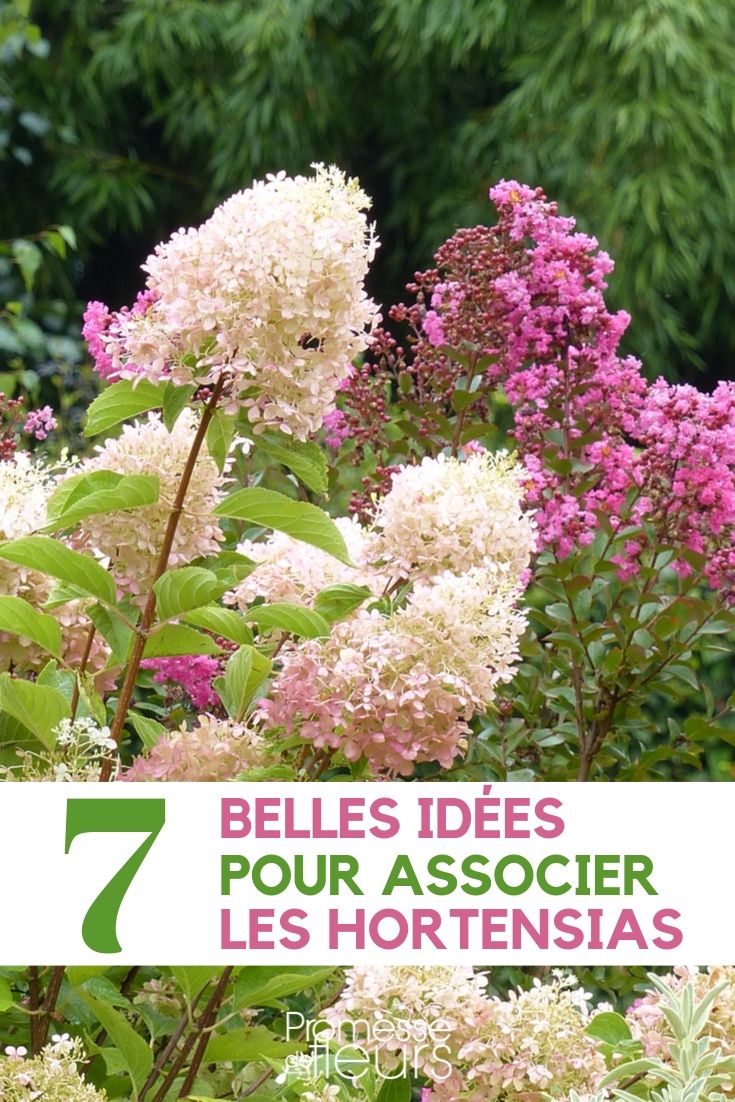 Hortensia's combineren: 7 ideeën