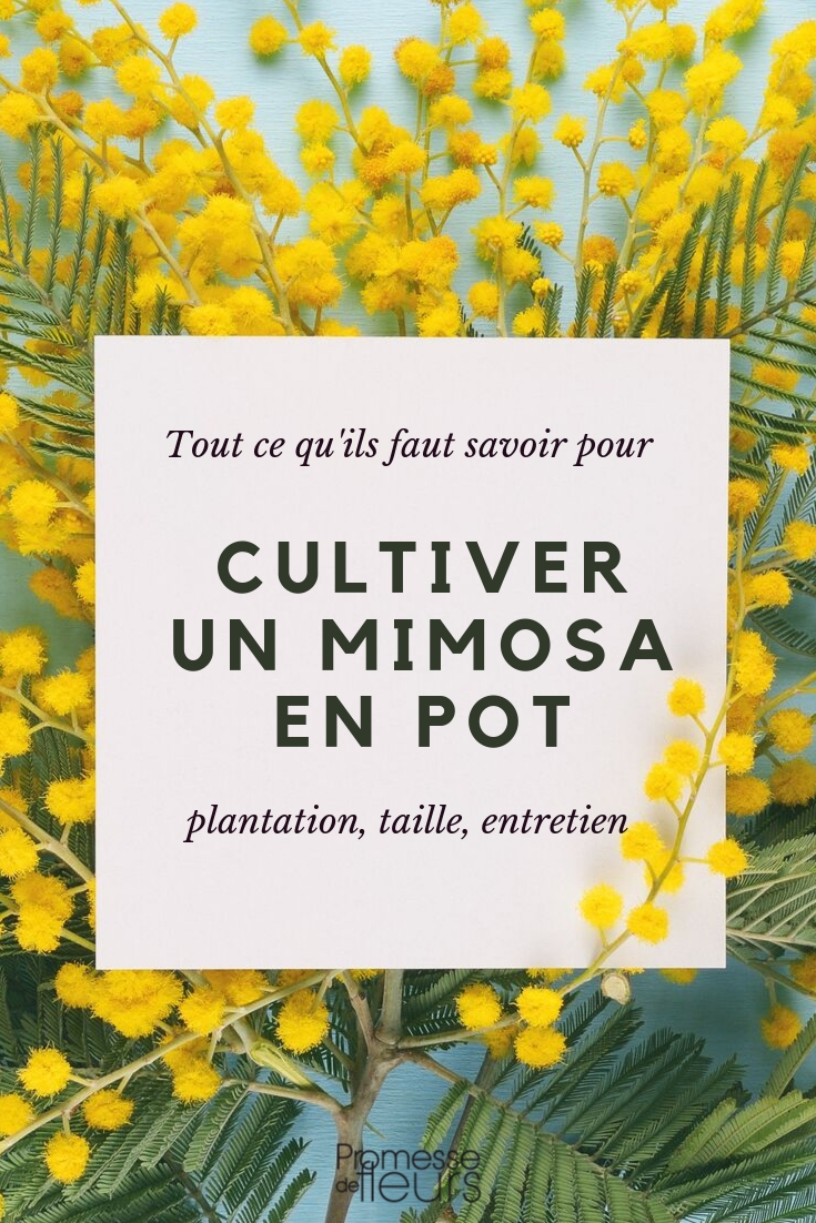Mimosa in pot: kweektips