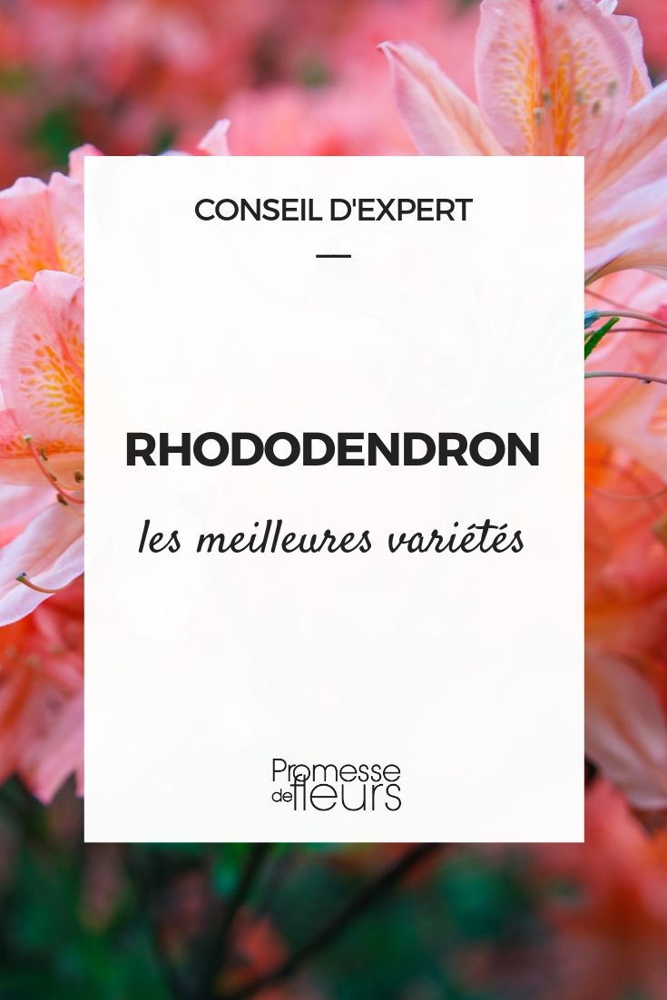 De beste rododendrons