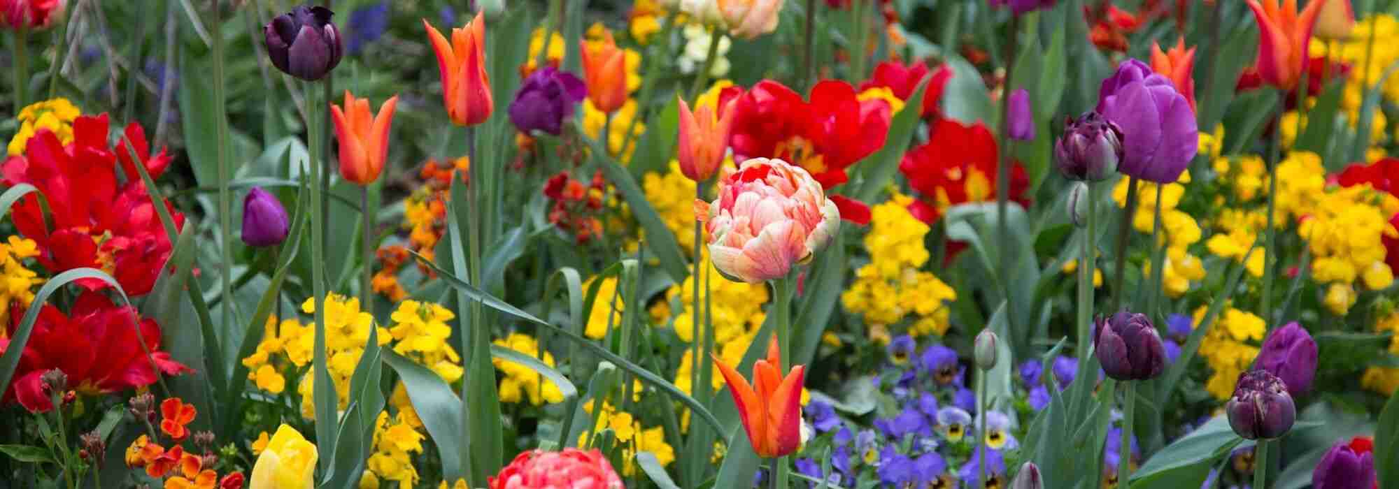Tulp: 7 mooie combinatie-ideeën