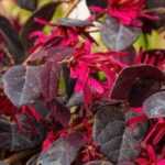 Rode bloemen: 8 heesters voor je tuin