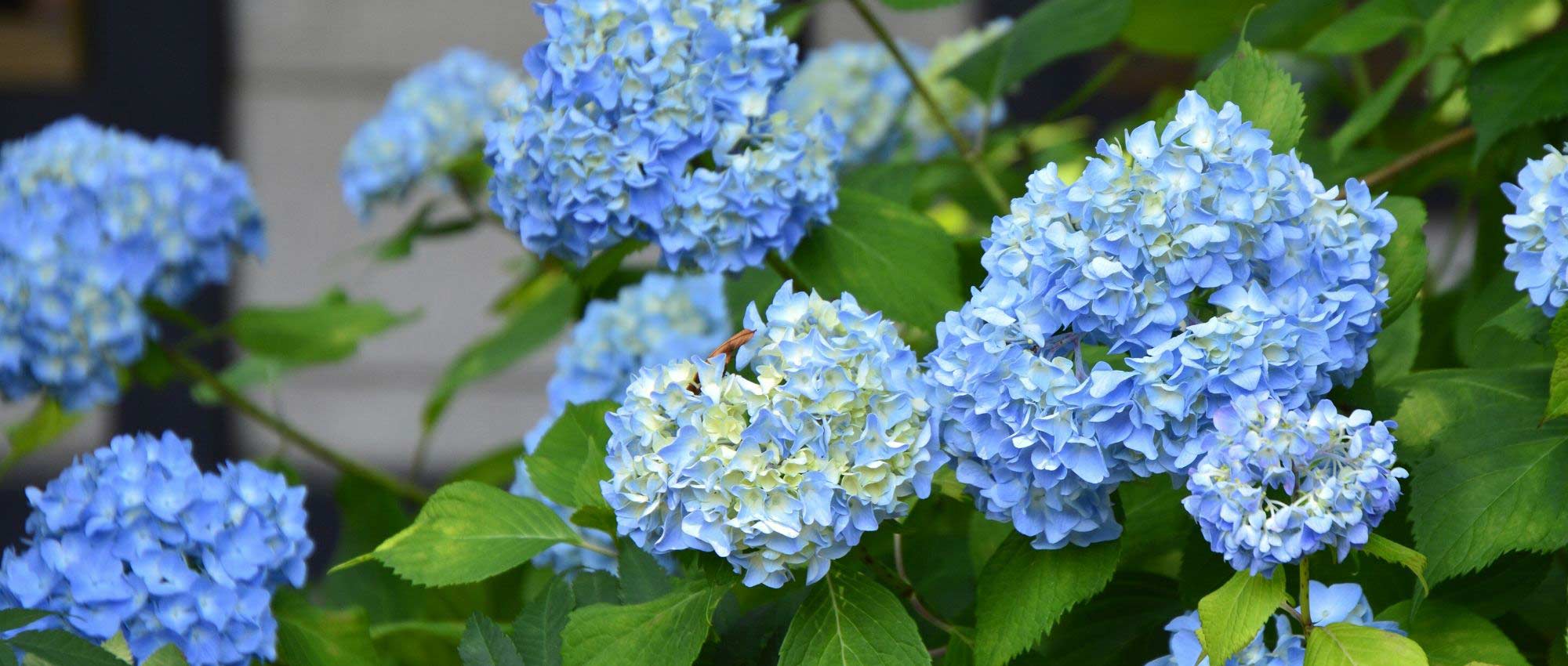 Hortensia's snoeien?
