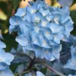 Wanneer hortensia's snoeien?