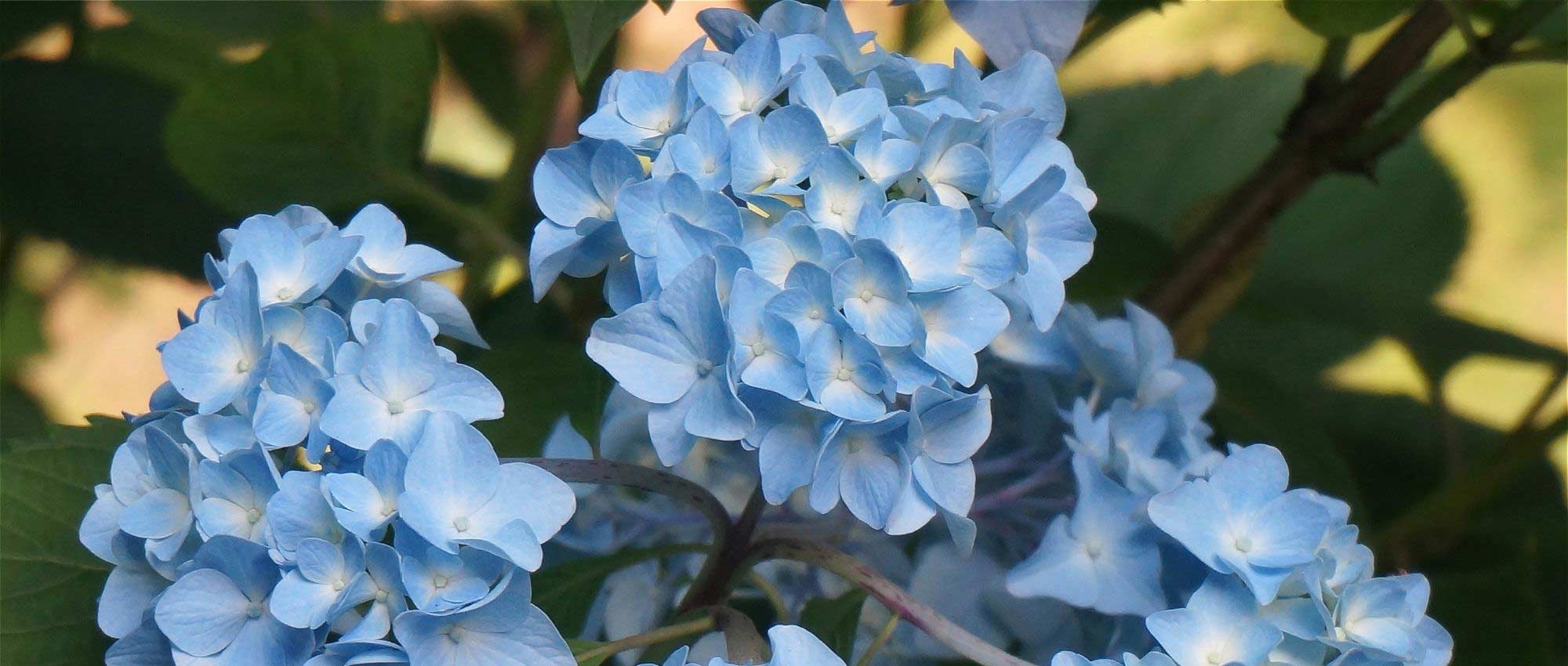Wanneer hortensia's snoeien?