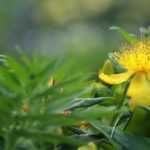 Hertshooi, Hypericum: welke variëteit kiezen?