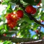 Kersenboom: planten, snoei en onderhoud