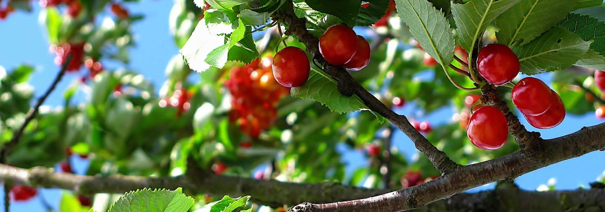 Kersenboom: planten, snoei en onderhoud