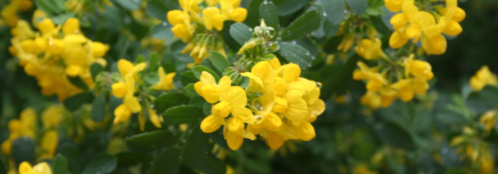 Kroonkruid (Coronilla): planten, kweken en verzorgen