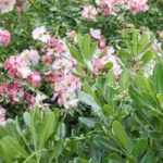 Pittosporum: 5 ideeën voor geslaagde combinaties