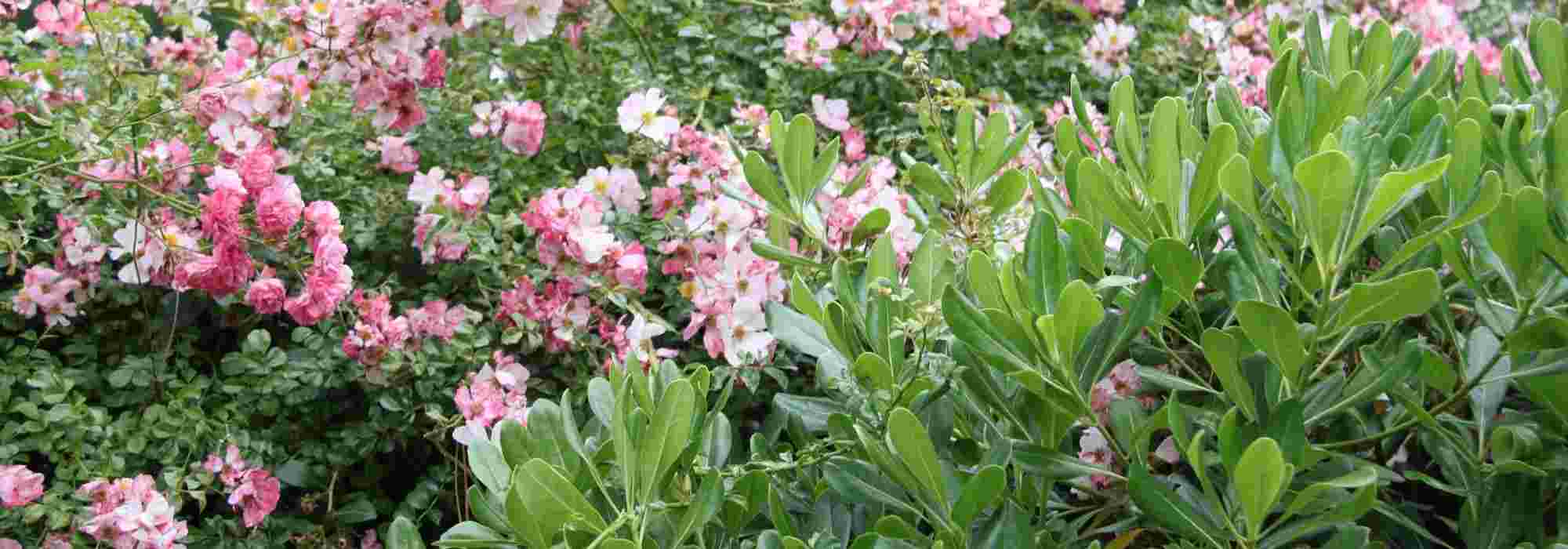 Pittosporum: 5 ideeën voor geslaagde combinaties