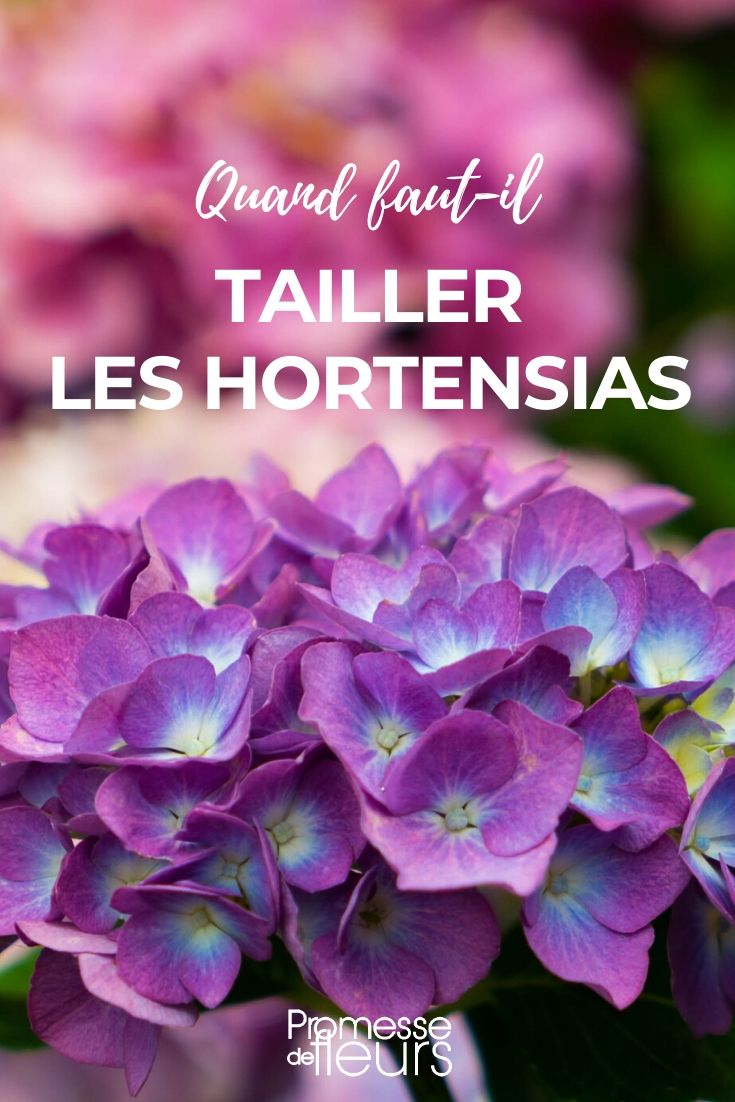 Wanneer hortensia's snoeien