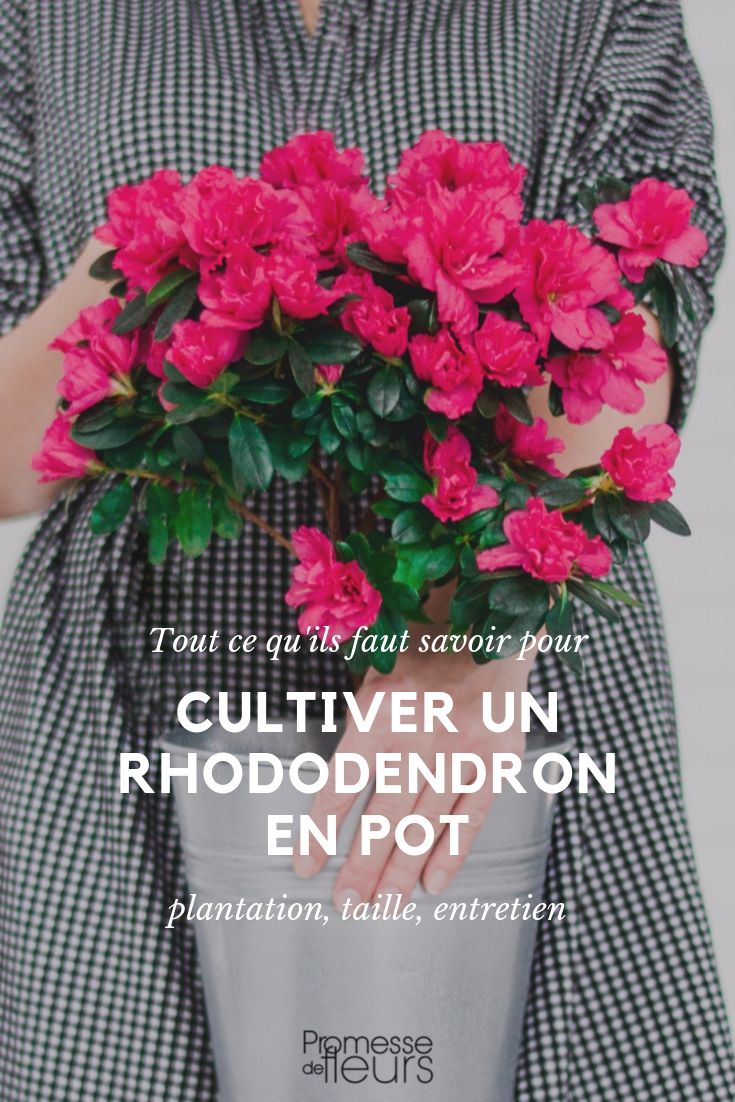 Rhododendron in pot: kweektips