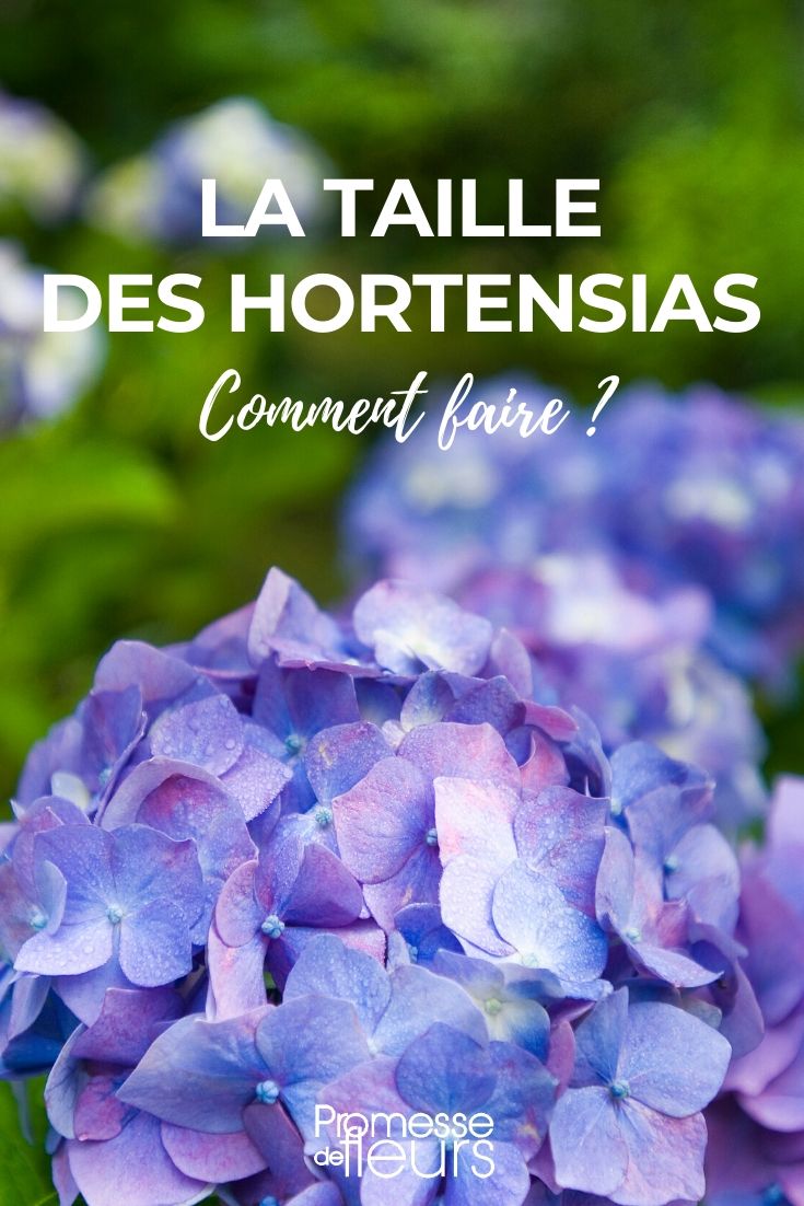 Hortensia snoeien: hoe doe je dat