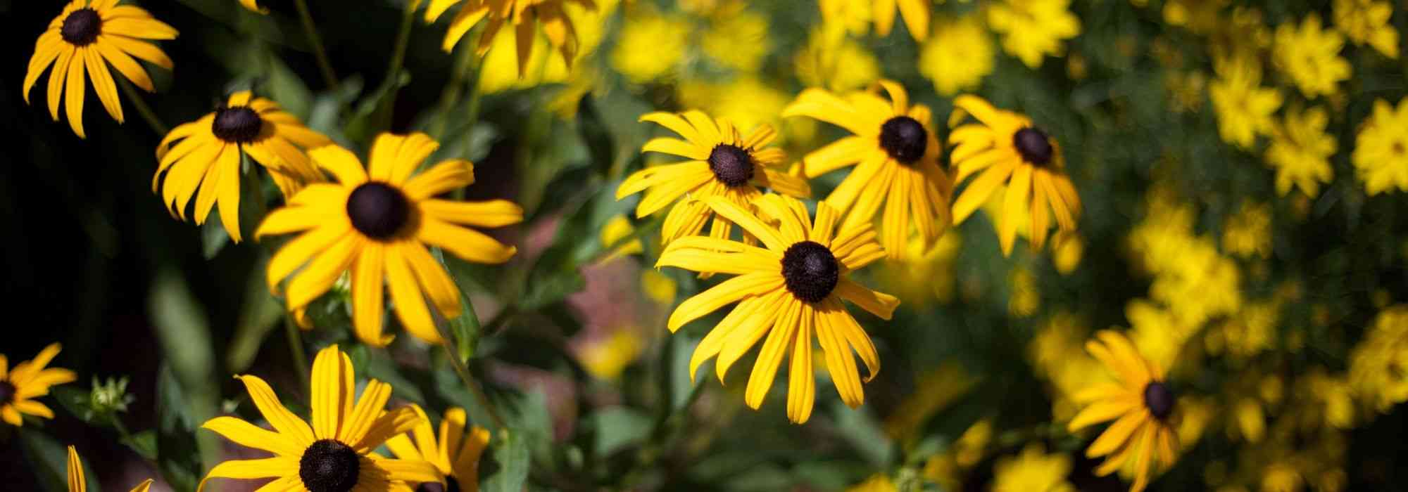 10 vaste planten met gele bloemen voor je tuin